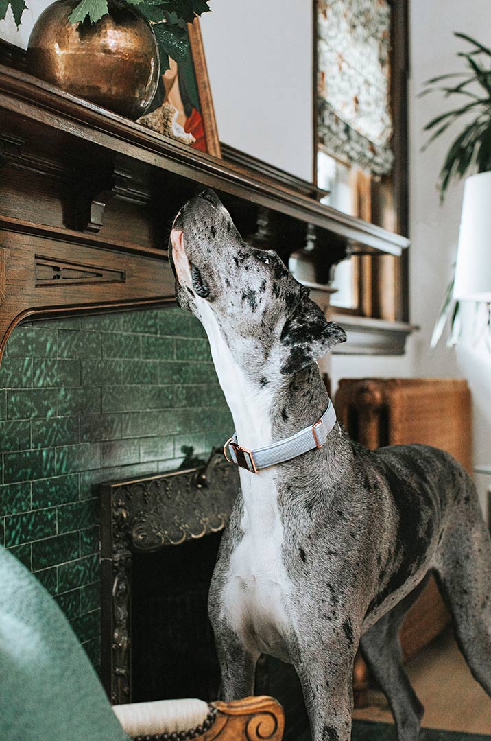 Family dog looks up toward the decor and styling done by Jenny Murphy on top of the traditional looking fireplace and mantel. on top