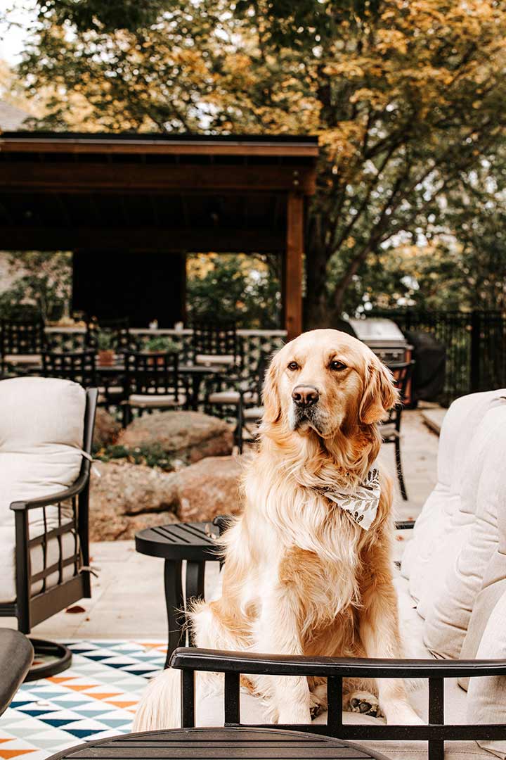 Family's dog, a golden retriever sits in a patio chair . 