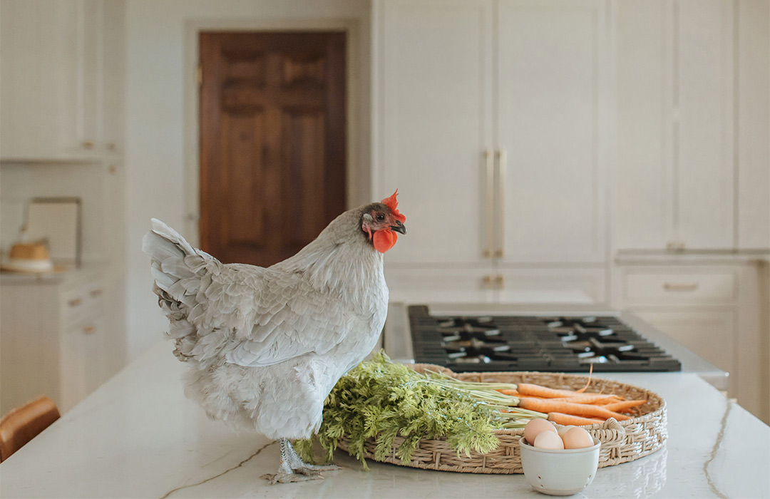 Lavender Orpington Chicken in a modern farmhouse kitchen